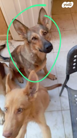 תמונת מודעה - חיות מחמד