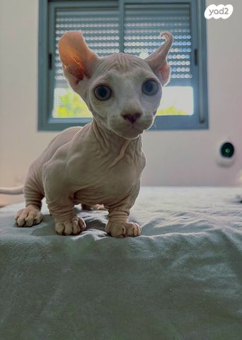 תמונת מודעה - חיות מחמד