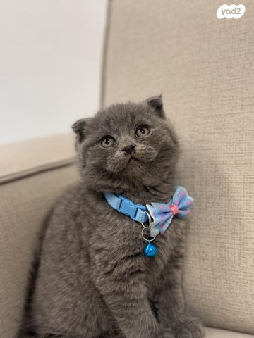 תמונת מודעה - חיות מחמד