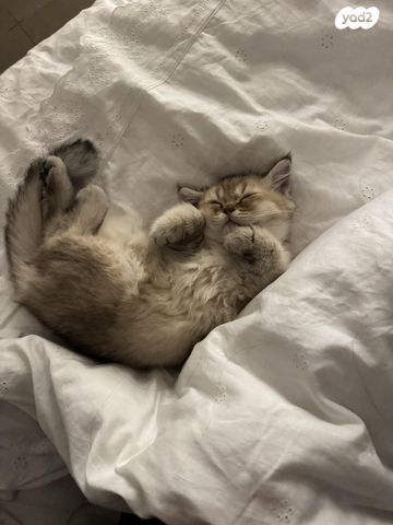 תמונת מודעה - חיות מחמד