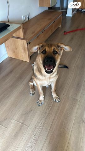 תמונת מודעה - חיות מחמד