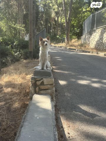 תמונת מודעה - חיות מחמד