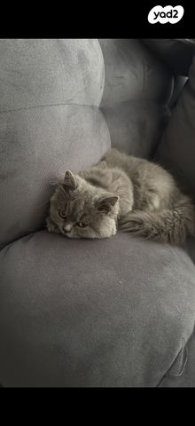 תמונת מודעה - חיות מחמד