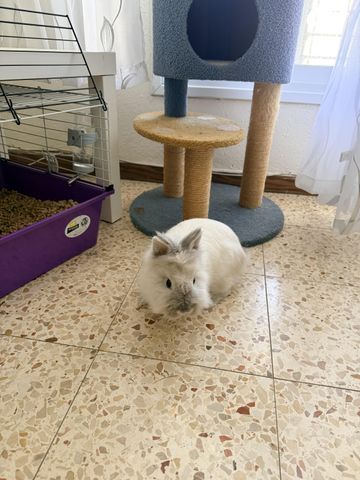 תמונת מודעה - חיות מחמד