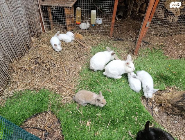 תמונת מודעה - חיות מחמד