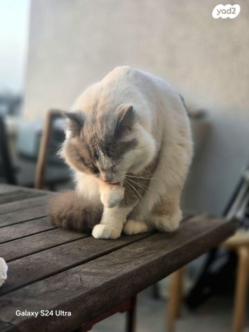 תמונת מודעה - חיות מחמד