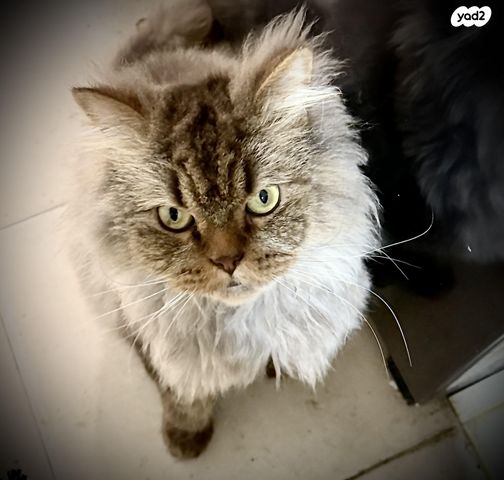 תמונת מודעה - חיות מחמד