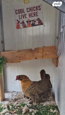 תמונת מודעה - חיות מחמד