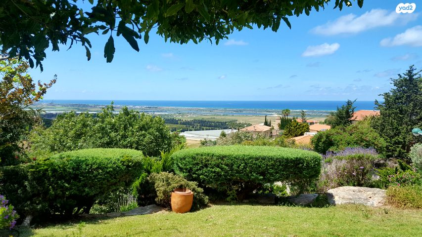 סמטת הנרקיס 6