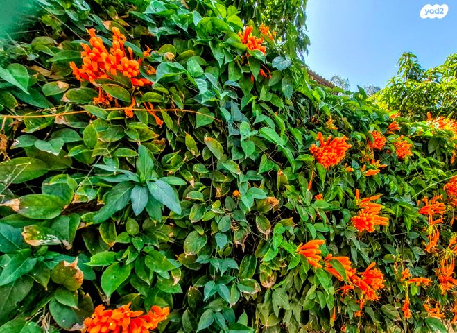 מודעת נכס, חגור, חגור