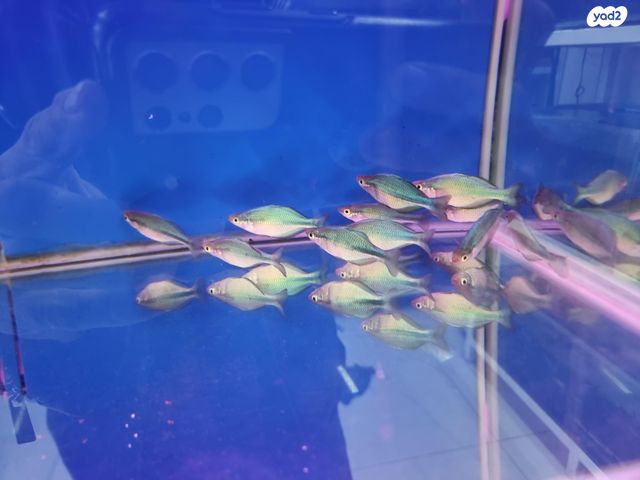 תמונת מודעה - חיות מחמד