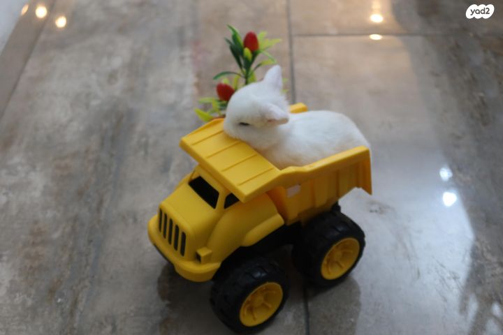 תמונת מודעה - חיות מחמד