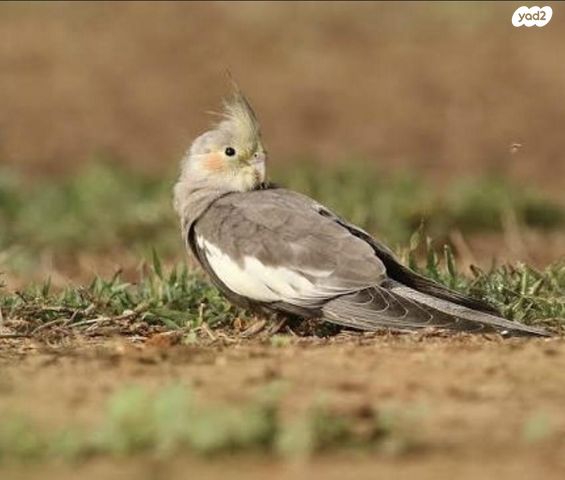 תמונת מודעה - חיות מחמד