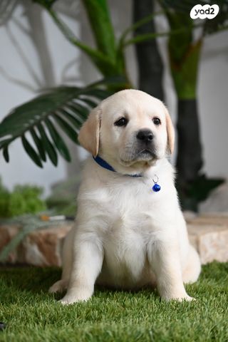 תמונת מודעה - חיות מחמד