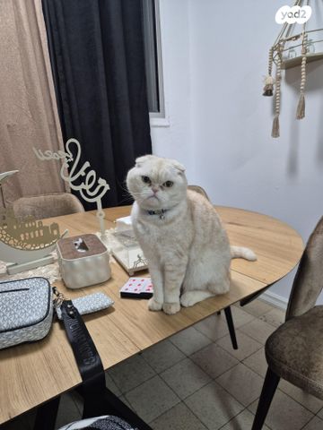 תמונת מודעה - חיות מחמד