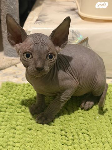 תמונת מודעה - חיות מחמד