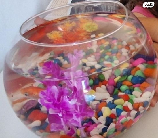 תמונת מודעה - חיות מחמד