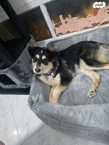 תמונת מודעה - חיות מחמד