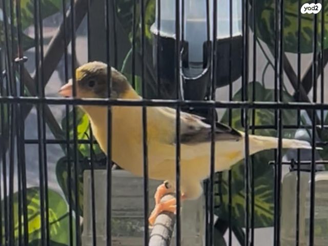 תמונת מודעה - חיות מחמד