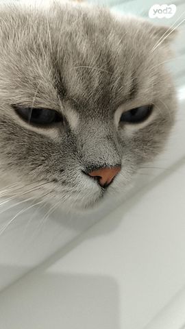 תמונת מודעה - חיות מחמד