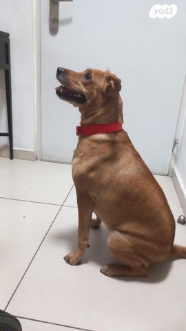 תמונת מודעה - חיות מחמד