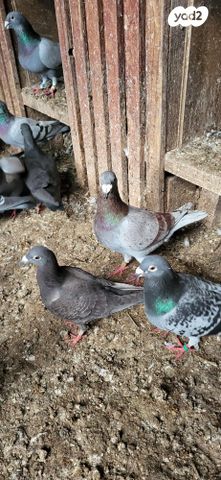 תמונת מודעה - חיות מחמד