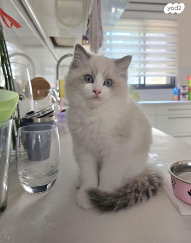 תמונת מודעה - חיות מחמד