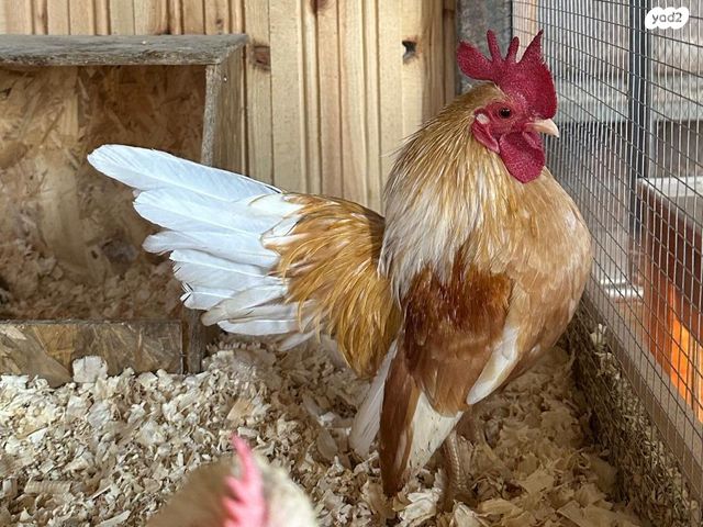 תמונת מודעה - חיות מחמד