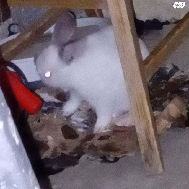 תמונת מודעה - חיות מחמד