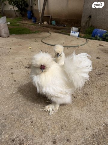 תמונת מודעה - חיות מחמד