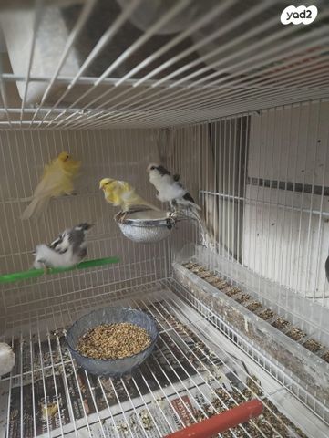 תמונת מודעה - חיות מחמד