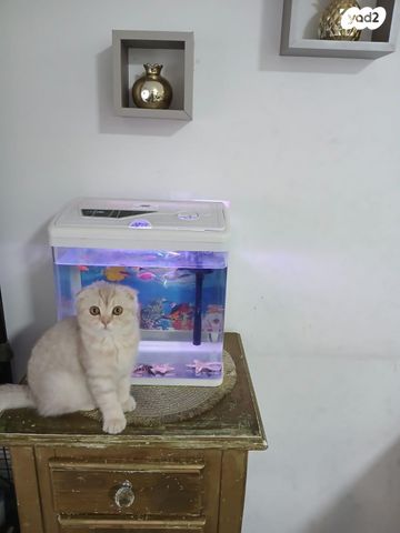 תמונת מודעה - חיות מחמד