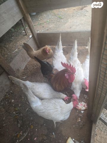 תמונת מודעה - חיות מחמד