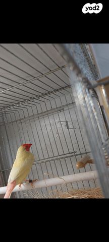 תמונת מודעה - חיות מחמד