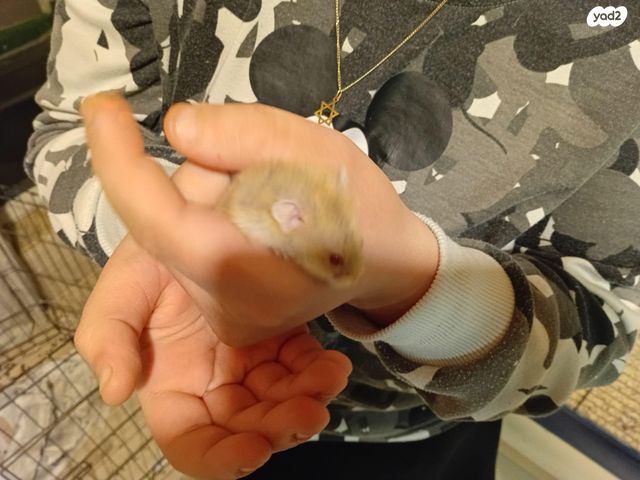 תמונת מודעה - חיות מחמד