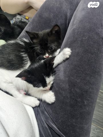 תמונת מודעה - חיות מחמד