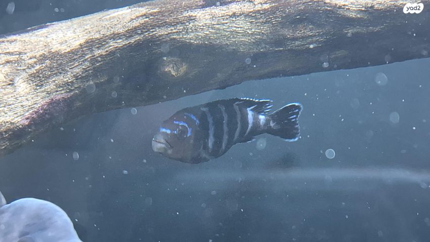 תמונת מודעה - חיות מחמד