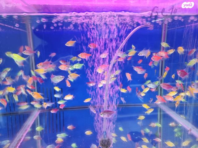 תמונת מודעה - חיות מחמד