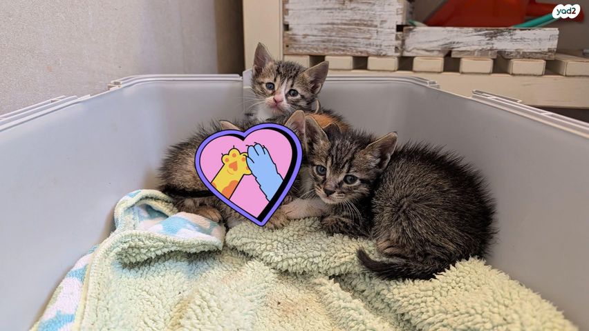 תמונת מודעה - חיות מחמד