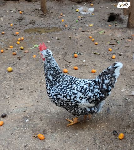 תמונת מודעה - חיות מחמד