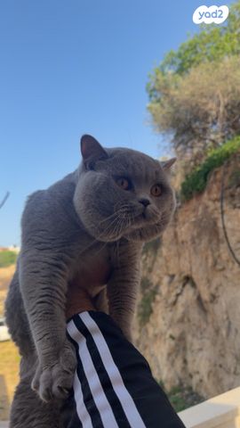 תמונת מודעה - חיות מחמד