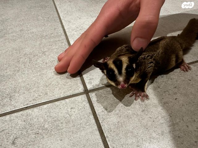 תמונת מודעה - חיות מחמד