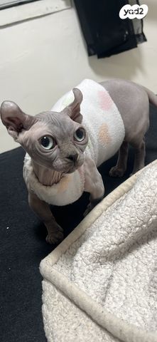 תמונת מודעה - חיות מחמד