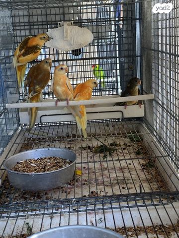 תמונת מודעה - חיות מחמד