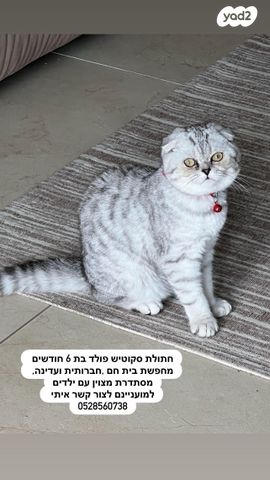 תמונת מודעה - חיות מחמד