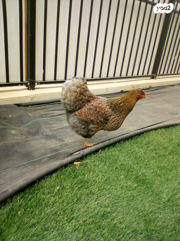 תמונת מודעה - חיות מחמד