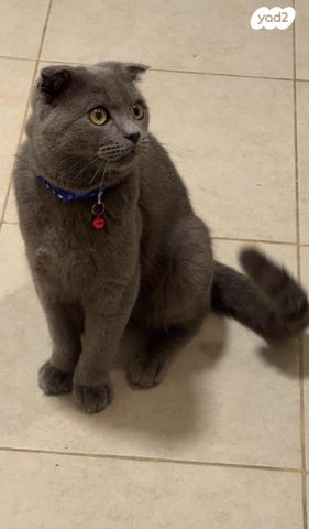 תמונת מודעה - חיות מחמד