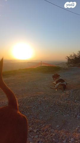 תמונת מודעה - חיות מחמד