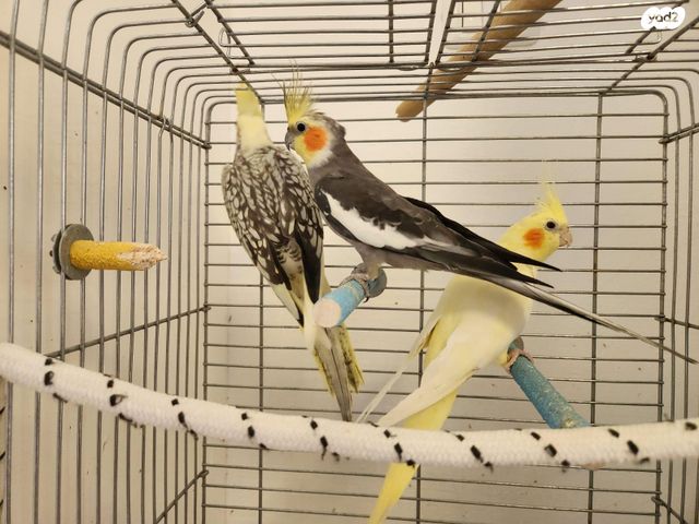 תמונת מודעה - חיות מחמד