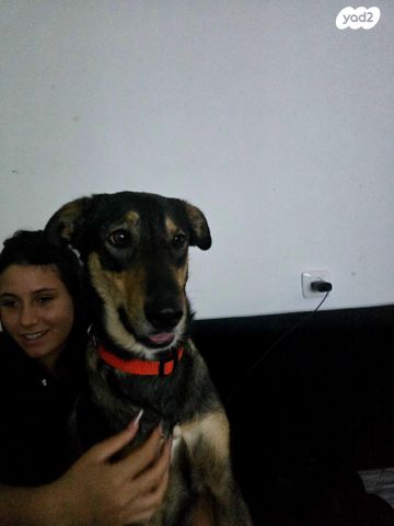 תמונת מודעה - חיות מחמד